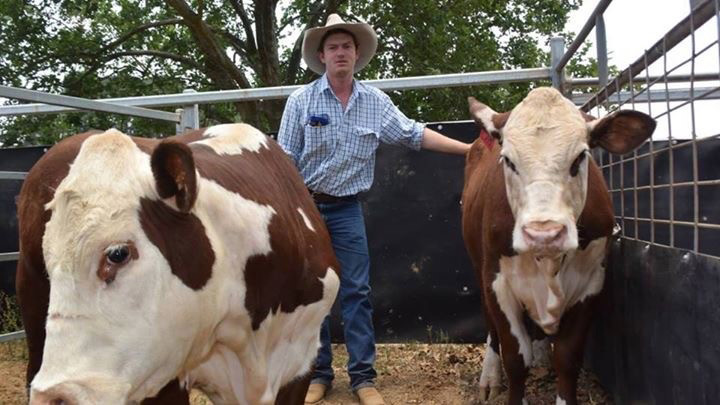 Hillview Herefords, Tyringham, New South Wales