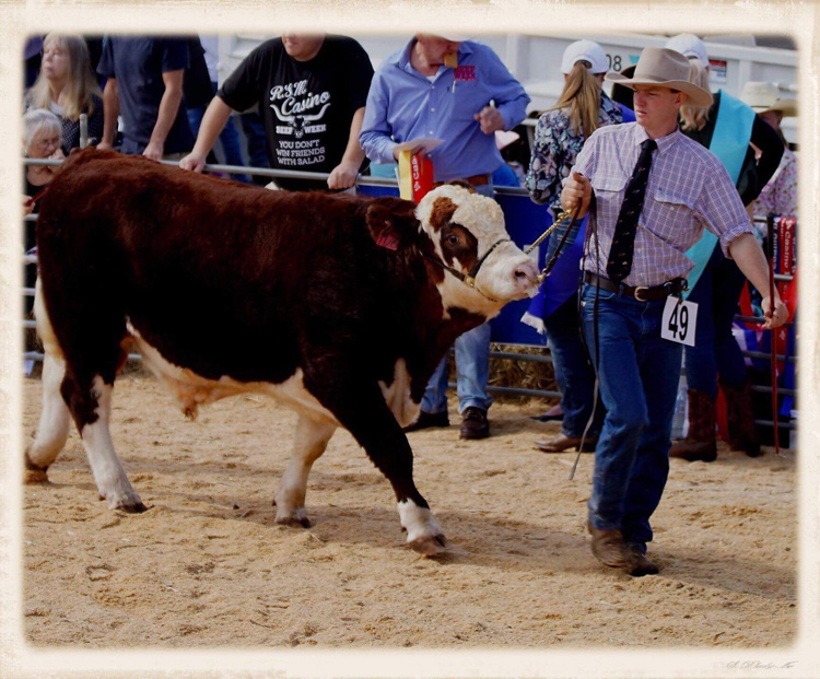 Hillview Herefords, Tyringham, New South Wales